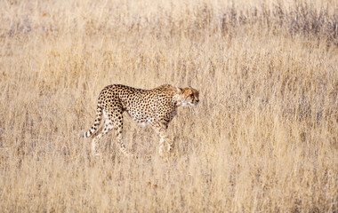 Cheetah