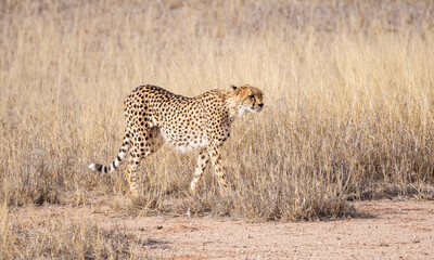 Cheetah