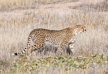 Cheetah