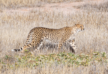 Cheetah