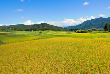黄金色に染まる田園風景
