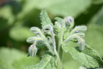 Stunning Close Up of Carpetweed Flowering in a Garden