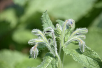 Close Up Look at Bugleweed in a Garden