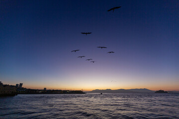 Sunset birds pacific San Francisco California