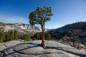 Tree montains Yosemite park California
