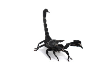 scorpion isolated on white background