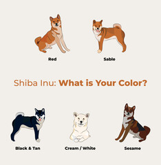 All colors of Shiba Inu breed, dog pedigree drawing. Cute dog characters in various poses, designs for prints adorable and cute Shiba cartoon vector set, in different poses.