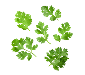 Coriander leaf isolated on alpha layer