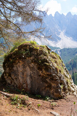 tree in the mountains