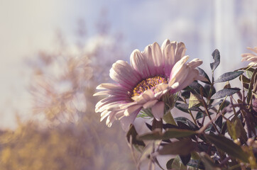 Flowers in the Living Room