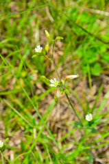 西丹沢の樹下の二人　ミミナグサ
