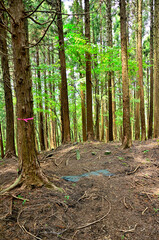 西丹沢の峯坂峠
峯坂峠は西丹沢の南西、神奈川県と静岡県との県境尾根（神奈川・静岡県境尾根）に位置する峠。神奈川・静岡県境尾根の世附峠から東へ5分程登った場所に位置する。地名は峠だが、実際の場所は世附峠から僅かに登った森の中の小ピーク。山と高原地図にも地名の表記はなく、三角点のマークのみ表示されている。実際にも道標はなく、薄暗い森の中に三角点の柱石が目立たないように埋もれて存在しているような場所。
