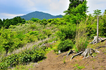 Obraz premium 西丹沢の湯船山稜コース 新緑のサンショウバラノ丘より白クラノ頭を望む 