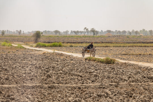 villager is traveling on a donkey buggy 