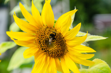 a bright sunflower flower with a bumblebee on the flower