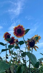 sunflower in the sky