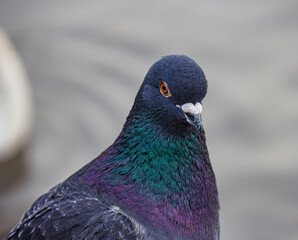 A portrait of a pigeon with its eyes looking forward
