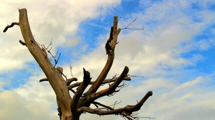 Baum