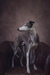 young spotted whippet standing on a sofa