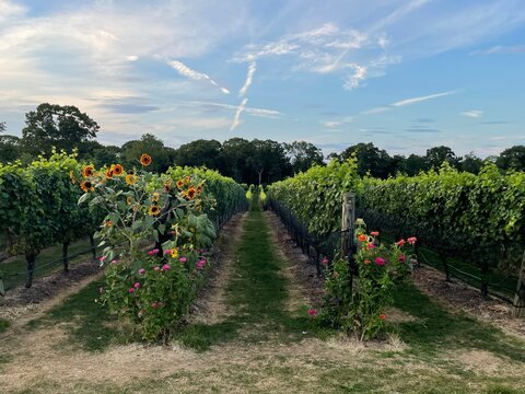 vineyard in the summer