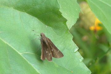 butterfly on leaf