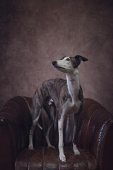 Young, spotted whippet, standing on a sofa.