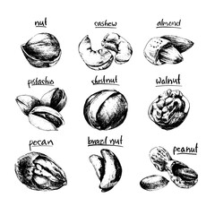 Engraved nuts and seeds collection. Vector Hand drawn objects . Isolated on white. Modern brushpen Calligraphy.