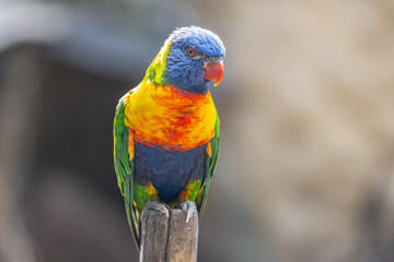 Rainbow Lorikeet - colourful parrot from Australia