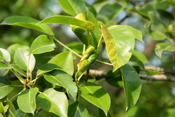 Obraz premium Pear fruit tree branch affected by the disease