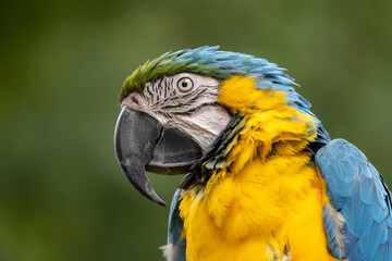 Colourful parrot of South America