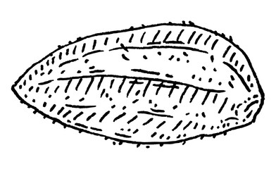Closeup brazil nut in shell. Vector engraving black vintage illustration.