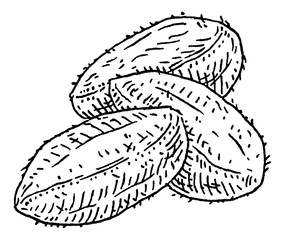 Closeup brazil nuts in shell. Vector engraving black vintage illustration.