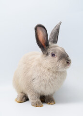 Adorable gray rabbit sitting on white background