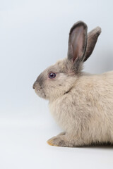 Side view of gray rabbit sitting on white background