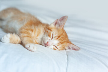 Cute ginger kitten sleeping on a white blanket. Adorable littlestriped red kitty. Concept of relax domestic pets.