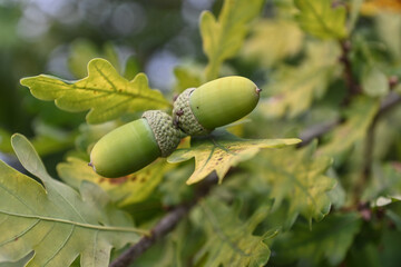 Chêne gland fruit arbre nature