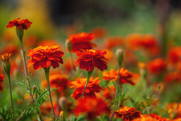 Orange and red marigolds grow in summer floral ornamental garden. Colorful flowers grows on flowerbed. Abstract autumn natural background