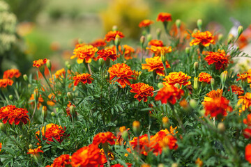 Orange and red marigolds grow in summer floral ornamental garden. Colorful flowers grows on flowerbed. Abstract autumn natural background