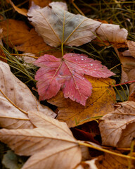 Autumn leaves with rain droplets