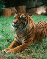 Tiger laying on the grass