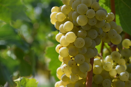 Close up of ripe grapes with leaves, blurred vineyard background