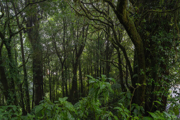 Ang Ka Luang Nature Trail is an educational ecosystem nature trail inside a rainforest on Doi Inthanon National Park in Chiang Mai, Thailand.