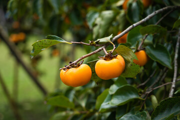 Persimmon tree fresh fruit that is ripened hanging on the branches in plant garden.