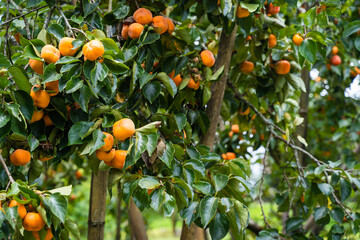 Persimmon tree fresh fruit that is ripened hanging on the branches in plant garden.