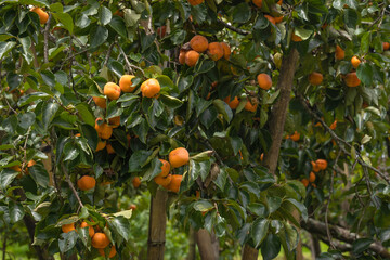 Persimmon tree fresh fruit that is ripened hanging on the branches in plant garden.