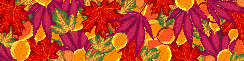 Fototapeta premium Autumn leaves of bright color, top view. Vector illustration, banner for the site