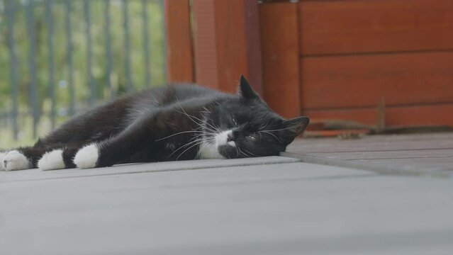 Happy country cat.
Video footage of relaxing black and white cat.