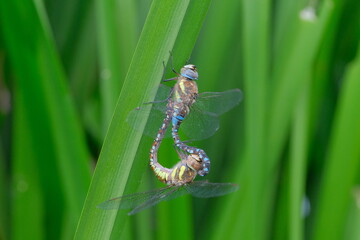 Two blue dragonflies mating. Insects close up on a blade of grass against a light green background.