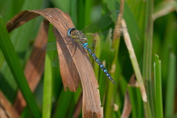 Blue Dragonfly perched on a dried blade of grass. Green background.  