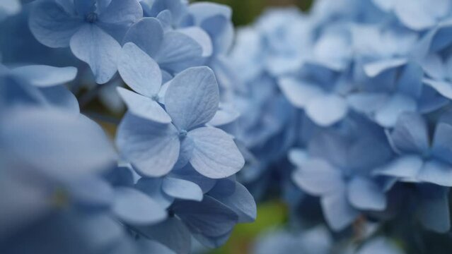 Blue flower petals of hydrangea plant, close up